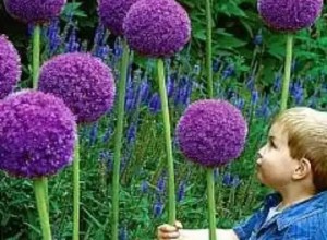 對醬紫色的情有獨鐘 (19)