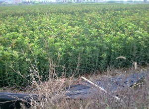 園林景觀知識：苗木蘸泥漿移植技術(shù) (0)
