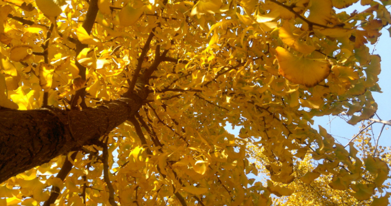 QQ截圖20151105162742