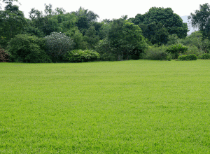 夏季如何養護草坪 (7)