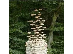 石頭的藝術(shù)，嘆為觀止! (16)