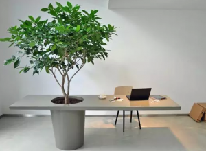 在辦公室里種了一棵樹，從此愛上了加班。 (36)