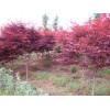大量供應精品紅楓