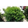 求購地栽冬青