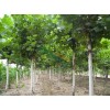 大量供應法桐