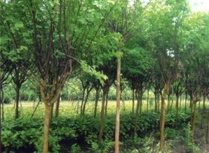 江西宜春:羅漢松熱銷 造林苗價格上漲