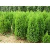 河南濟源 求購50公分高的刺柏量大