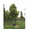 廣東中山 求購30分大腹木棉地苗100棵要求中上貨質量