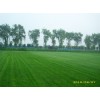 草坪特價(jià)百慕大，狗牙根草坪，天堂草坪電15961543375