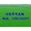 百慕大草坪價(jià)格，百慕大草坪直銷(xiāo)，批發(fā)15961543375