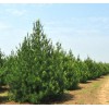 求購1米起步白皮松2萬棵