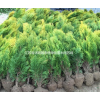 供應(yīng)灑金柏20-30-40-50公分高灑金柏價(jià)格灑金柏圖片