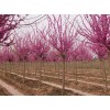 河南地區供應9-40公分巨紫荊