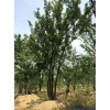 樸樹，叢生樸樹，四川地區(qū)供應(yīng)樸樹
