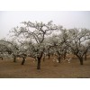 求購梨樹
