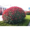 求購紅葉石楠樹