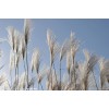 蘆葦價(jià)格_蘆葦圖片_蘆葦產(chǎn)地_蘆葦基地