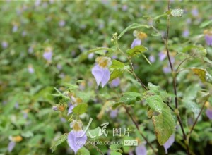 五道峽國家級自然保護區發現新物種