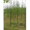 水杉米徑6公分，廣玉蘭米徑10公分，烏桕徑10公分，各1千棵