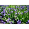 供應(yīng)藍(lán)花鳶尾_蝴蝶蘭苗木