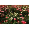 紅帽子月季 H30-40 蕭山苗木