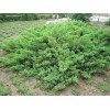 供應(yīng)鋪地柏