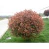秋季新石楠價格，本石楠價格，土石楠價格，石楠球價格