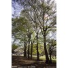 江蘇27公分櫸樹7000元 27公分紅櫸7000元上車價