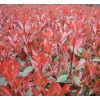專供應浙江金華新上市紅葉石楠小苗低價格容器苗春天小杯基地