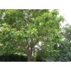 求購杜仲、楸樹、晚櫻