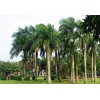 2米棕櫚樹價格裝車報價 棕櫚產地價格