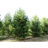 求購：5米油松，分枝l米以下，冠幅4米以上，一級樹，土球硬l米
