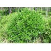供應(yīng)衛(wèi)矛、衛(wèi)矛樹、衛(wèi)矛苗、衛(wèi)矛小苗、衛(wèi)矛工程苗