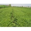 供應瓜子黃楊、瓜子黃楊小苗、瓜子黃楊工程苗