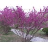 供應(yīng)紫荊_獨(dú)桿紫荊_叢生紫荊苗木