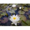 供應睡蓮_荷花