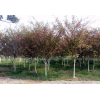 供應(yīng)垂絲海棠苗木