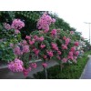 本苗圃低價直銷各種規格速生紫薇