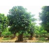 供應高山榕4米直徑