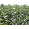 出售成品苗：蘋果苗，桃苗，黃桃苗