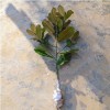 供應(yīng)樸樹(shù)，草坪，廣玉蘭小苗
