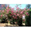 供應叢生紫薇，櫸樹，單桿紫薇
