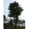 肥西供應(yīng)： 樸樹 榔榆 三角楓 重陽木 枇杷 黃連木
