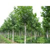 供應(yīng)：山東濟(jì)寧造型法桐