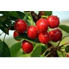 供應：大櫻桃