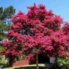 供應：天鵝絨紫薇又名美國紅葉紫薇