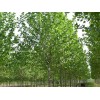 供應(yīng)：法桐，國(guó)槐