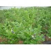 供應：藍莓苗，蘋果苗