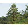 供應(yīng)：華山松，白皮松，龍柏，榆樹，五角楓