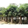 供應高山榕4米直徑